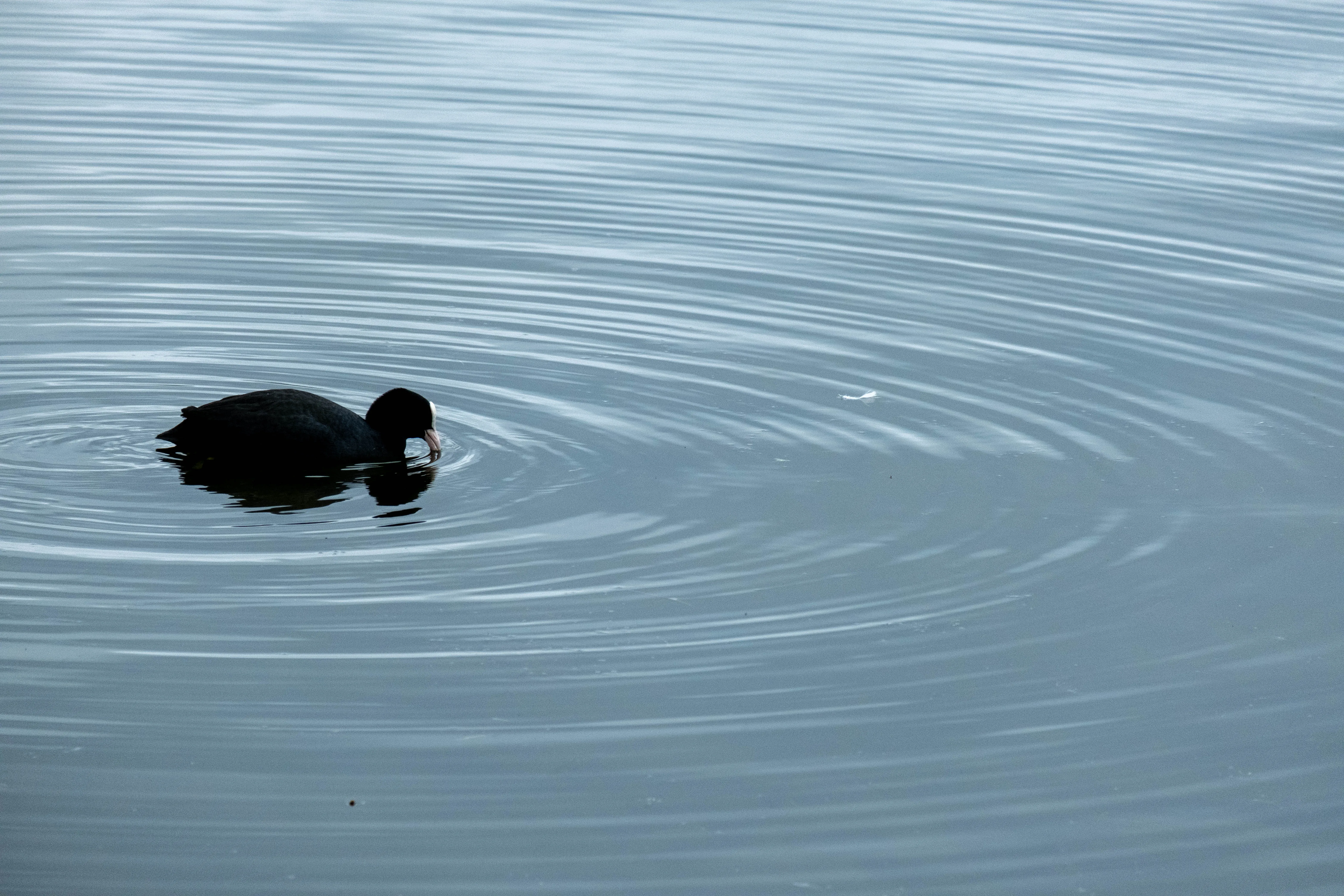duck.webp