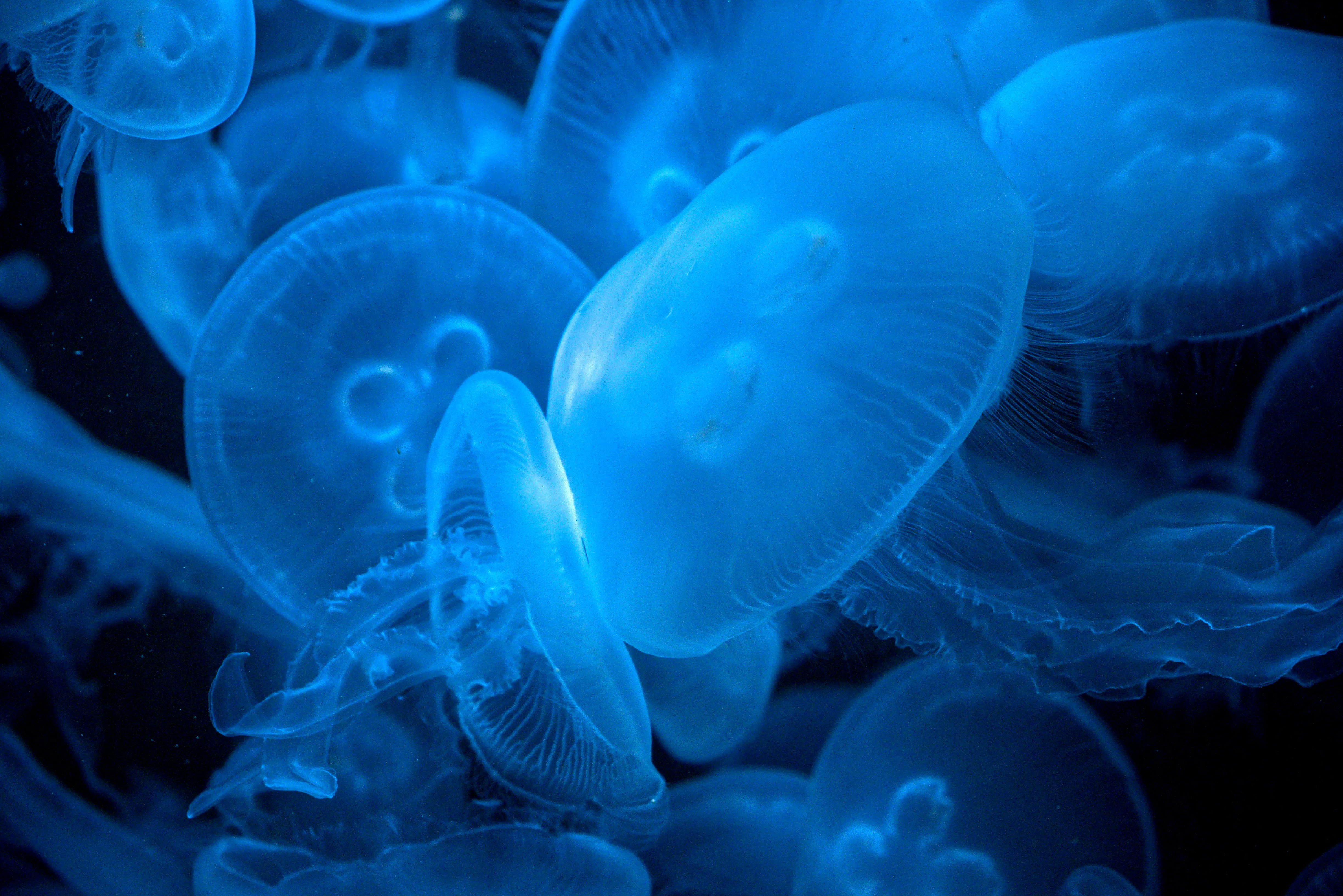 jellyfish.webp