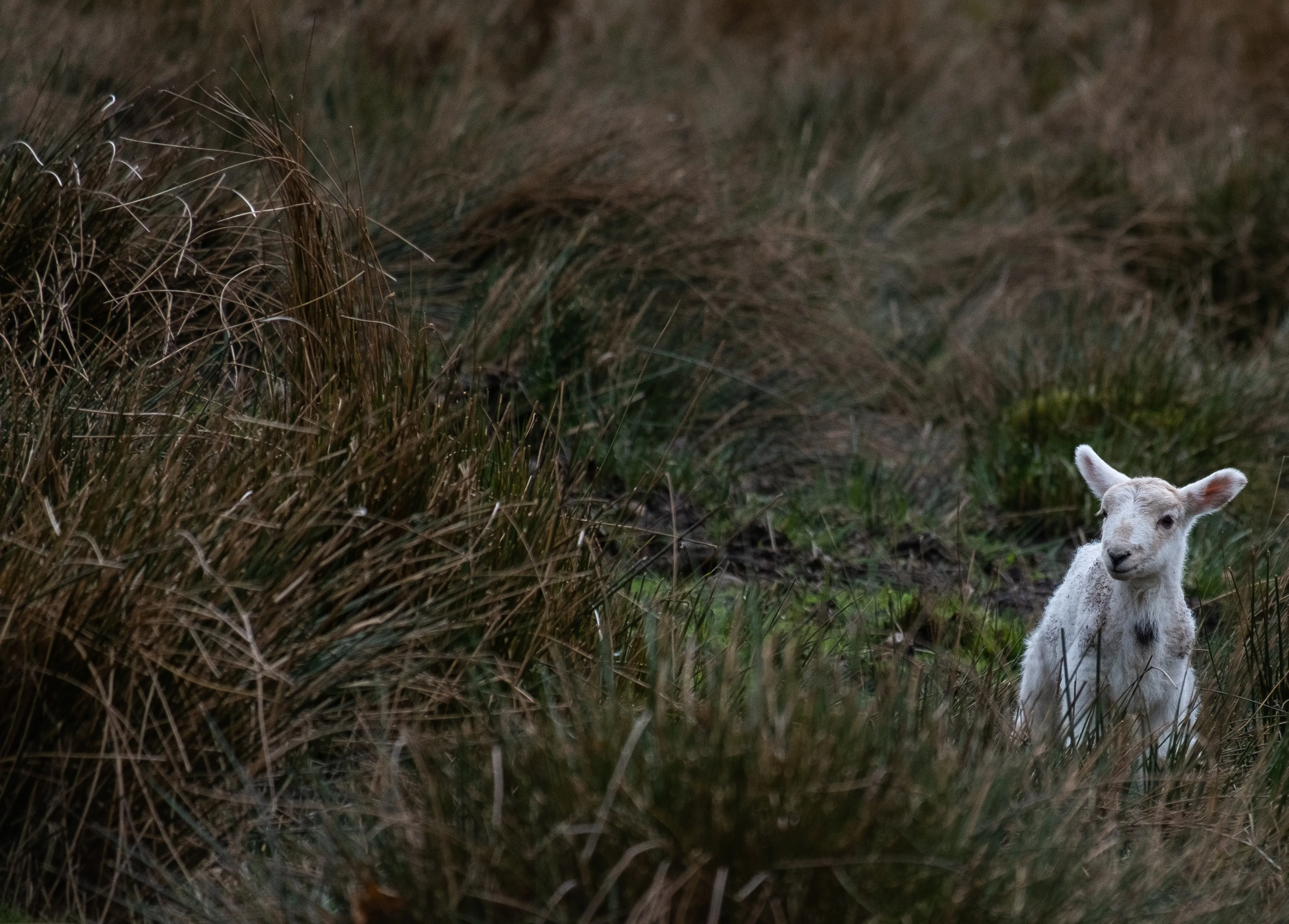 lamb.webp