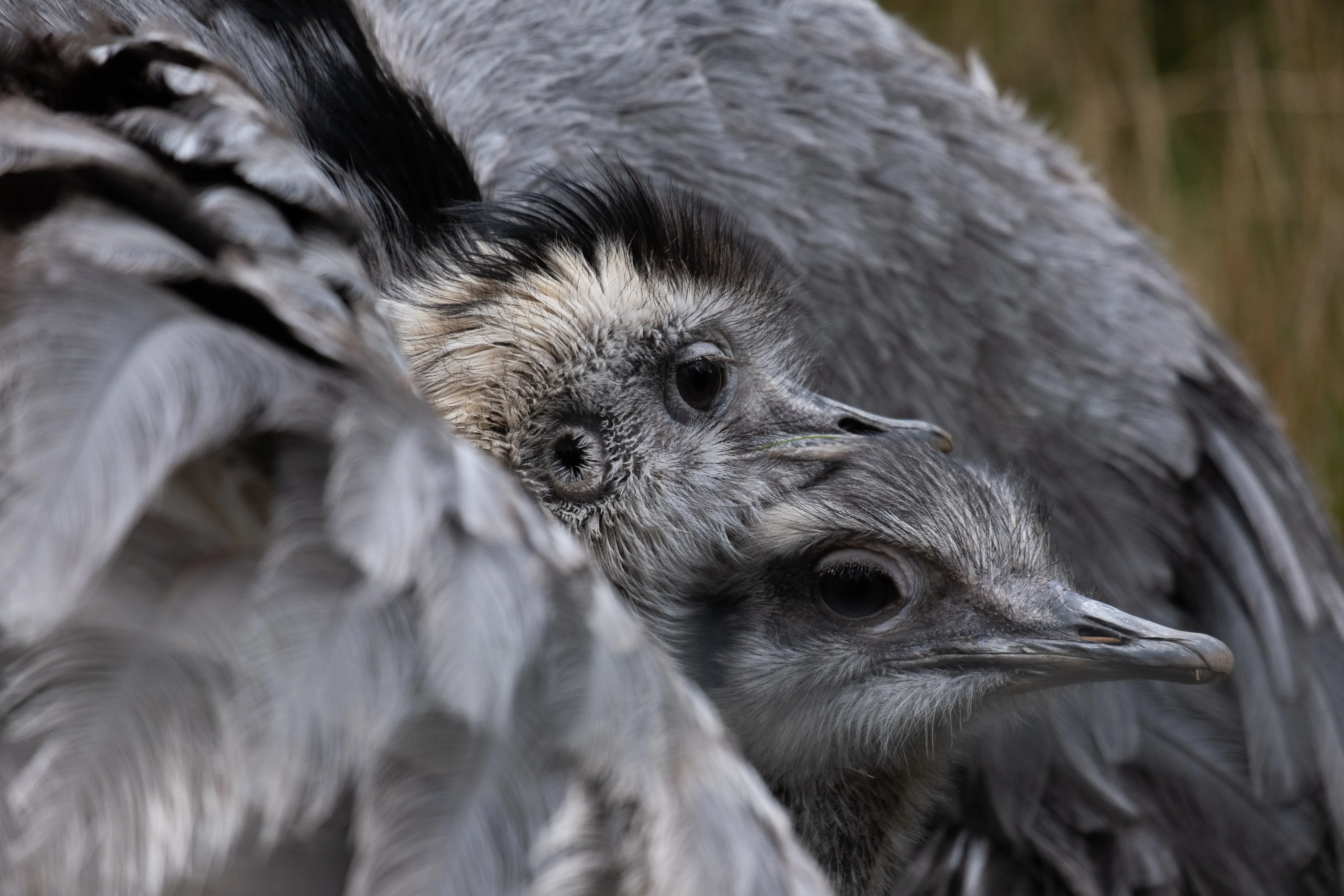 lovebirds.webp